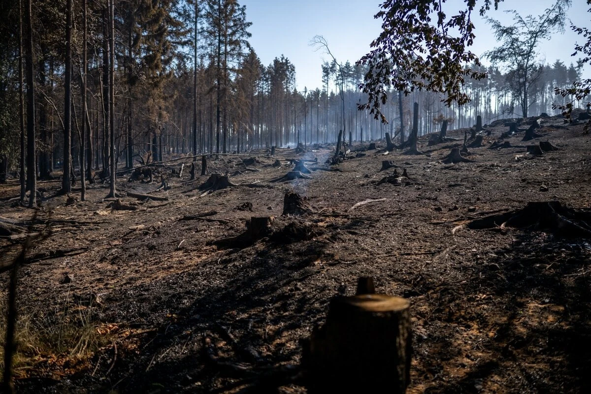 Waldbrand auf Saalfelder Höhe: Linke erhoffen sich Antworten vom Innenausschuss