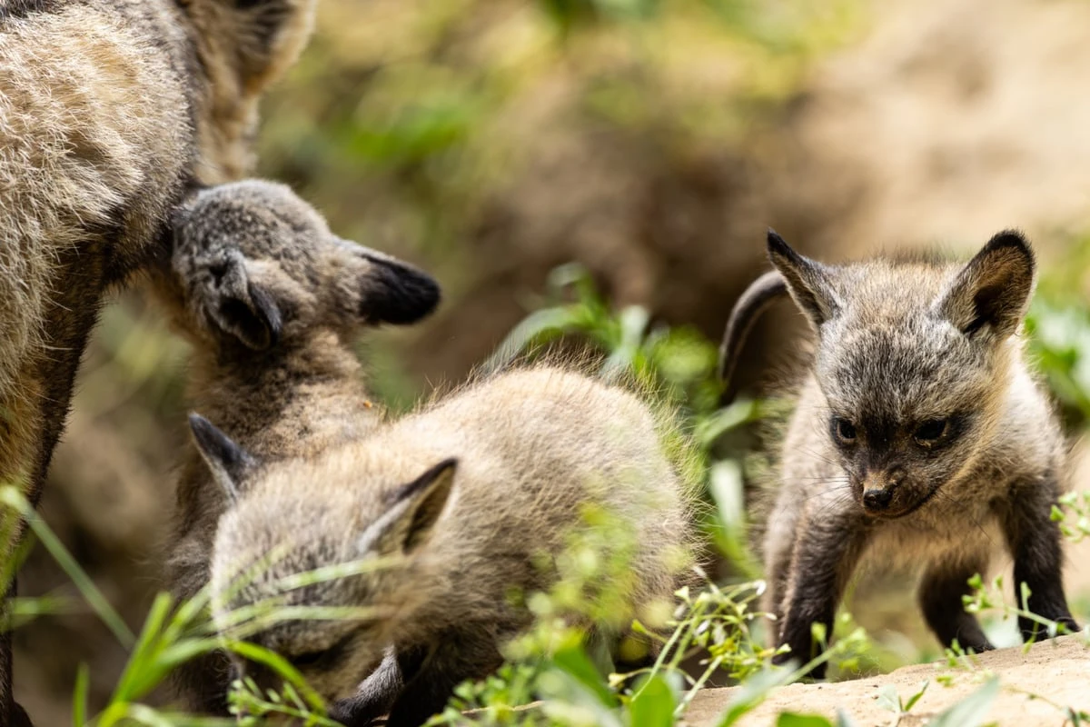 Wie süß! Seltener Zoo-Nachwuchs sorgt für Freude