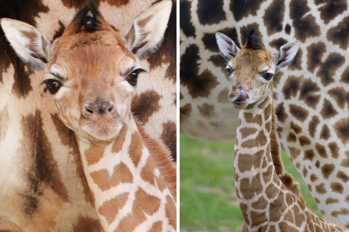 Giraffen-Nachwuchs im Berliner Tierpark hat endlich einen Namen!