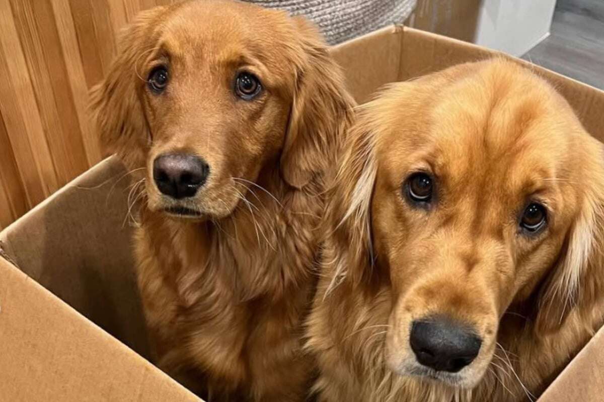 Frau schafft zweiten Golden Retriever an: Was dann passiert, bringt Millionen zum Lachen