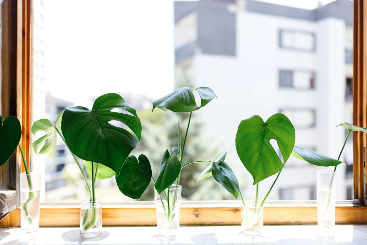 Monstera vermehren: So machst Du aus einer Pflanze einen ganzen Dschungel