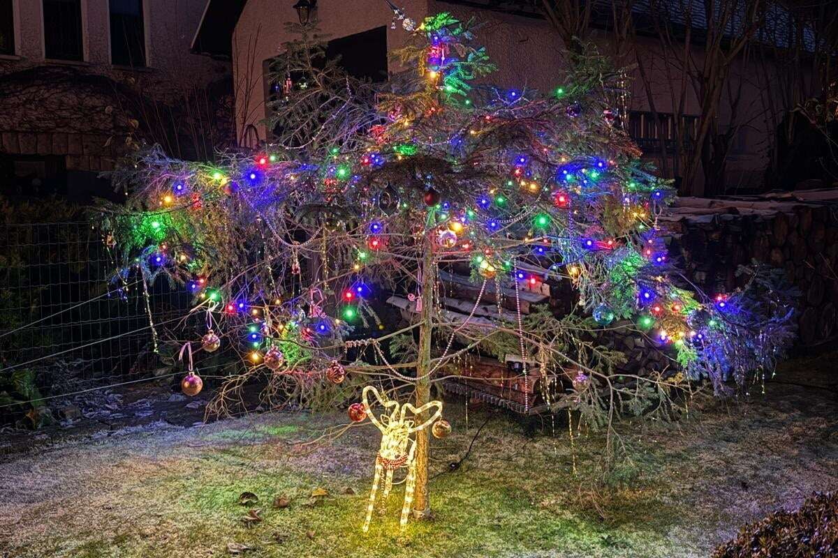 Erzgebirge sucht den hässlichsten Weihnachtsbaum: Wer schlägt 