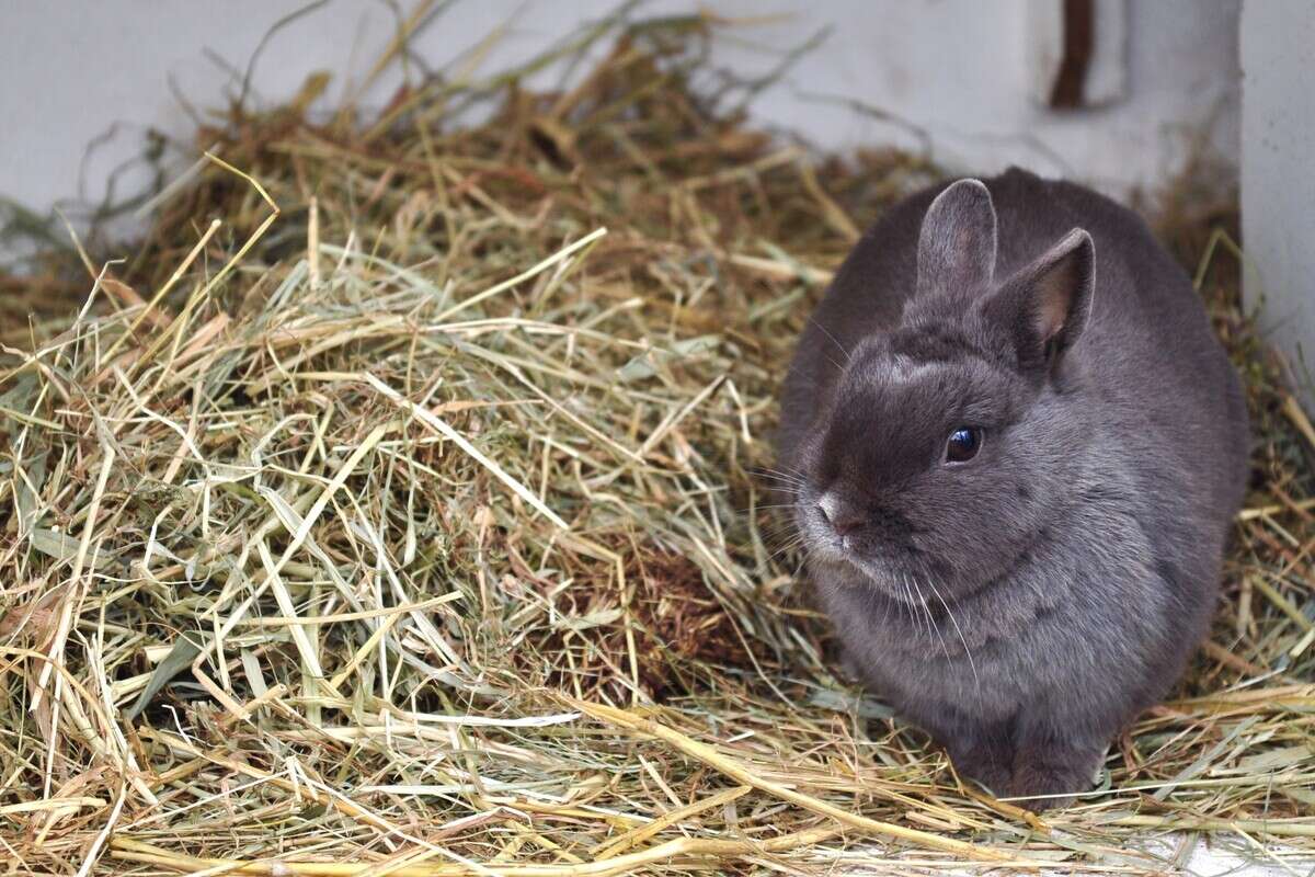 Was hat es zu bedeuten, wenn Kaninchen gurren wie eine Taube?