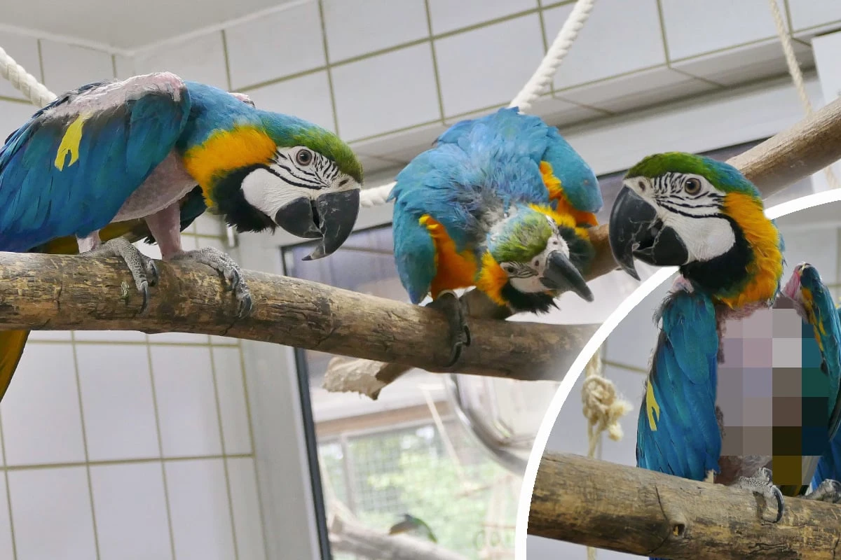 Schlechte Haltung hat Spuren hinterlassen: Finden diese Papageien ihr Happy End?