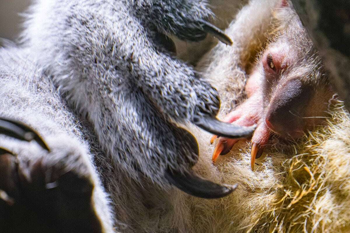 Baby-Koala sorgt für Entzückung: Virus löschte vor kurzem noch fünf Artgenossen aus