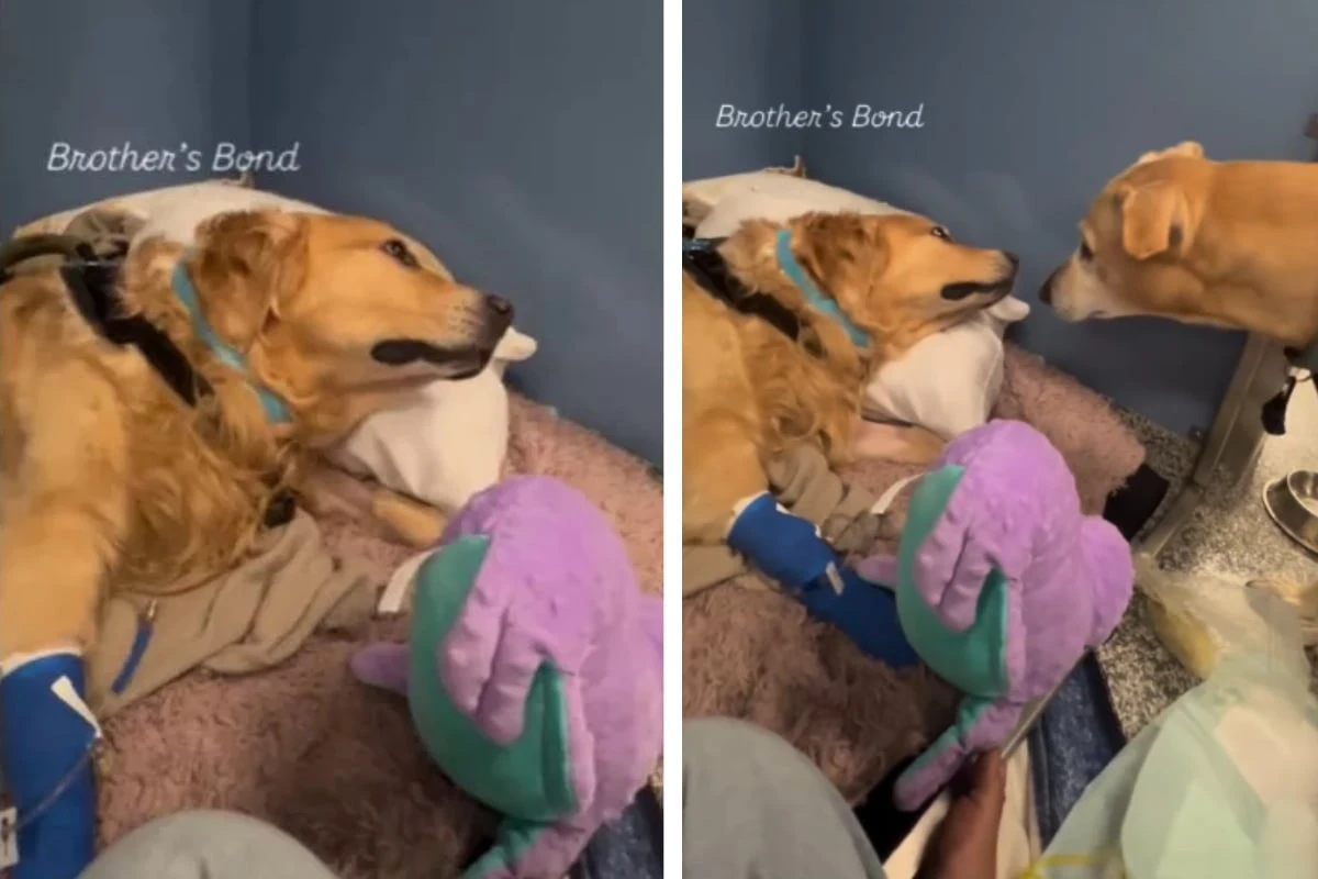 Golden Retriever verbringt Tage auf der Intensivstation, dann verändert der Besuch seines Bruders alles