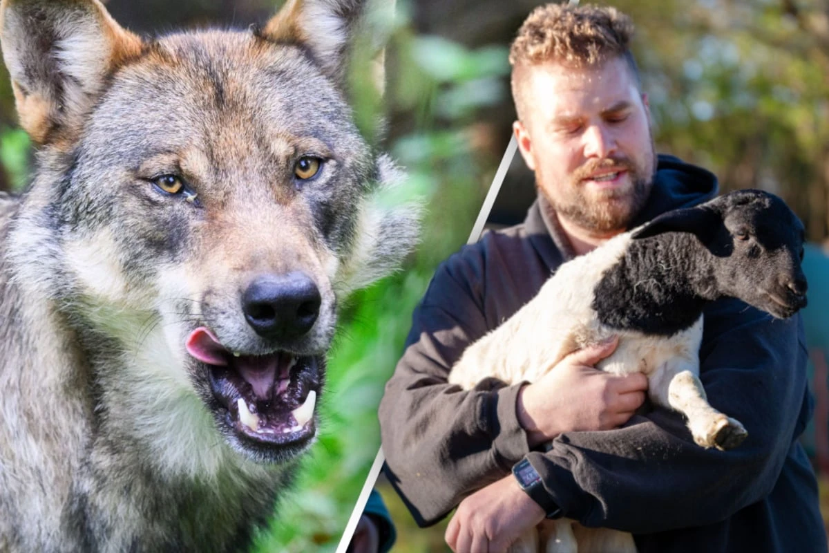 Wolf tötet Lämmer in sächsischem Ort! Schäfer: 