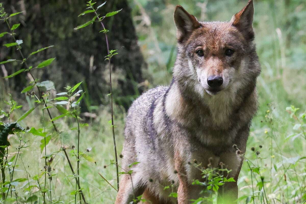 Tote Schafe: Wolf treibt im Schwarzwald sein Unwesen!