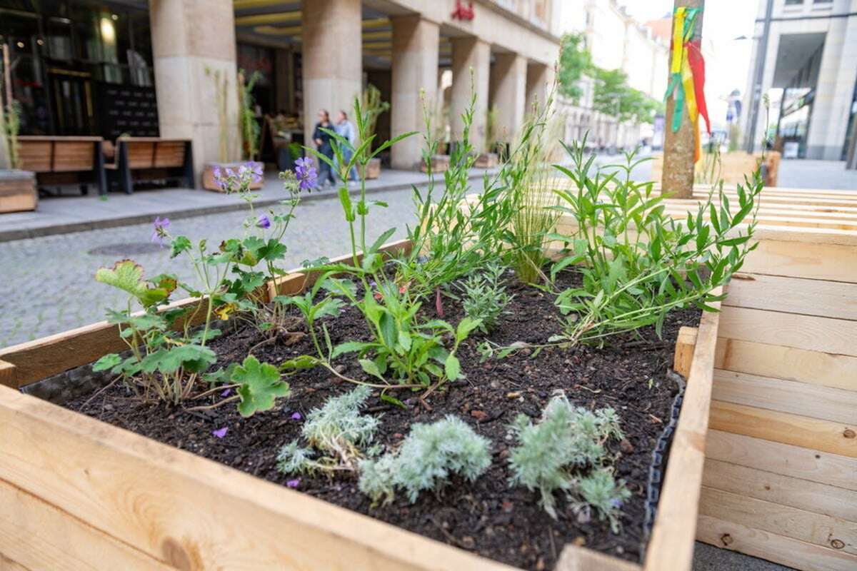 Grüne Flaniermeile ade: Verkehrsversuch auf der Seestraße geht zu Ende