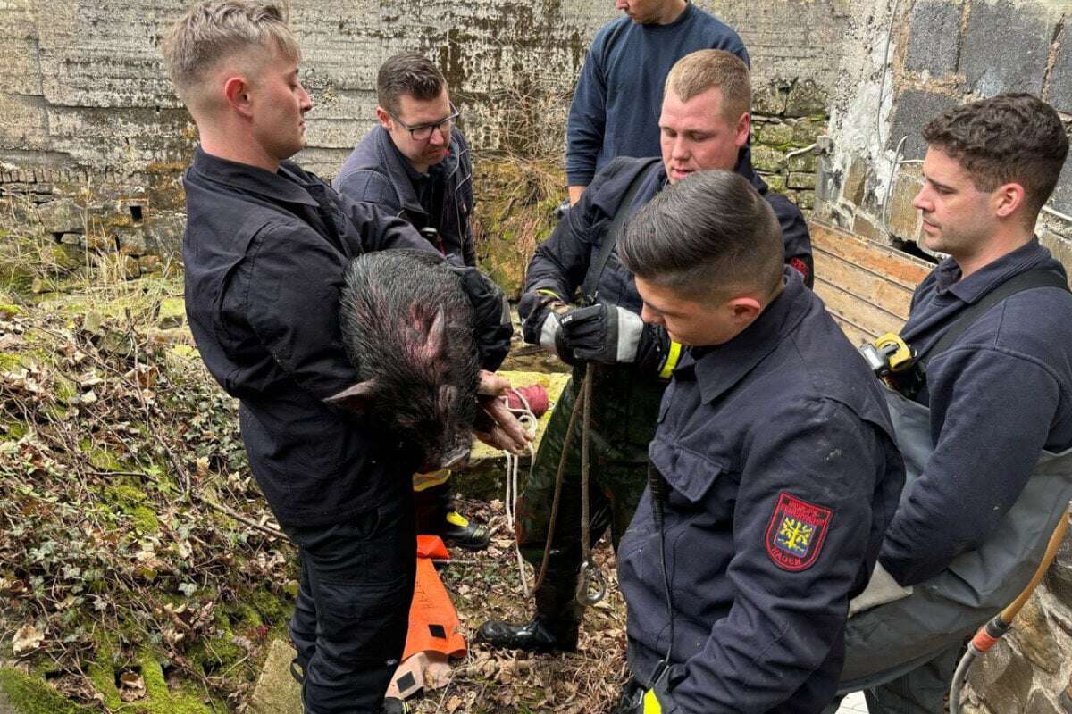 Schwein gehabt! Feuerwehr-Azubis retten junges Tier aus Bach