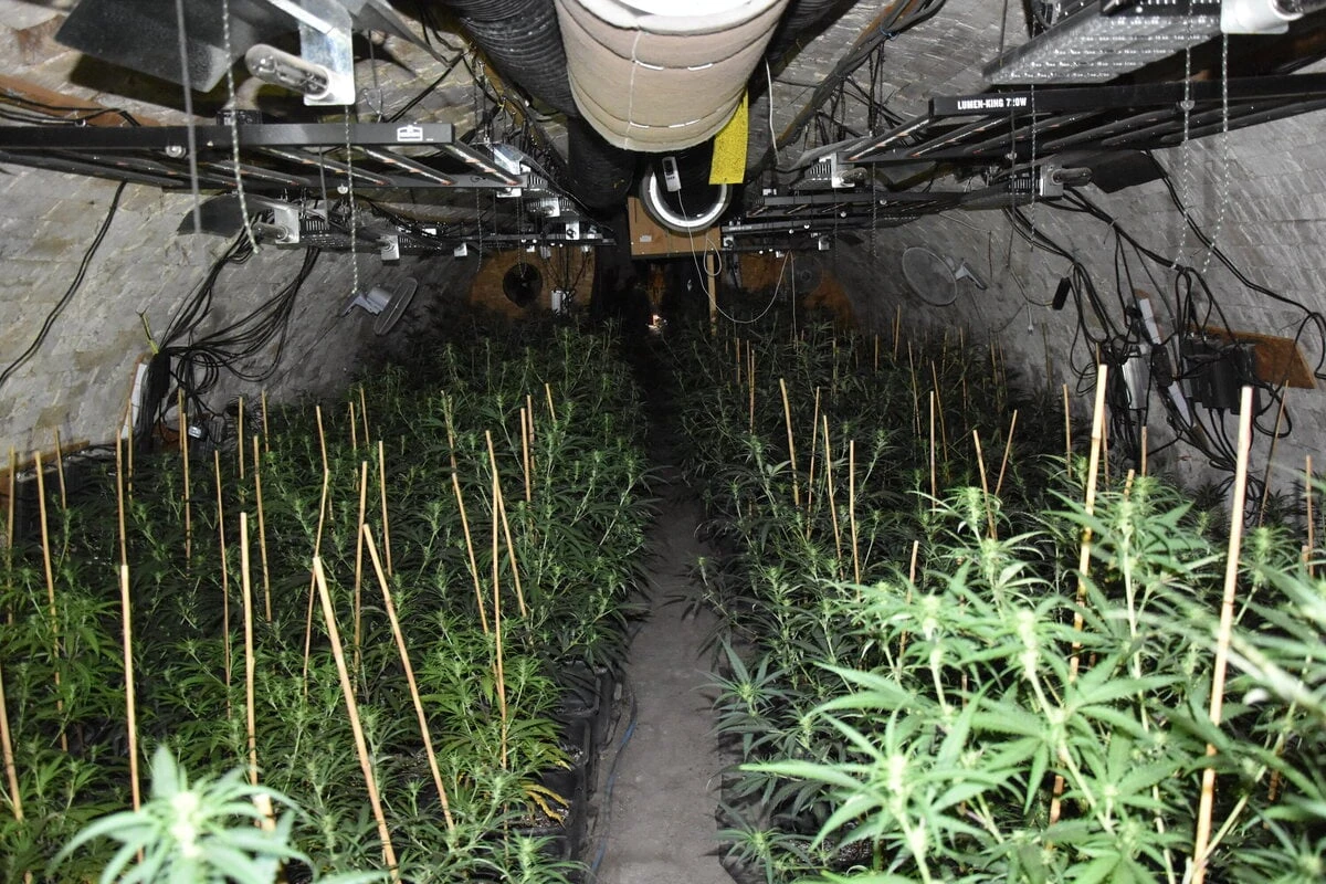 Monatelange Ermittlungen: Polizei findet riesige Cannabis-Plantage in Fledermausstollen