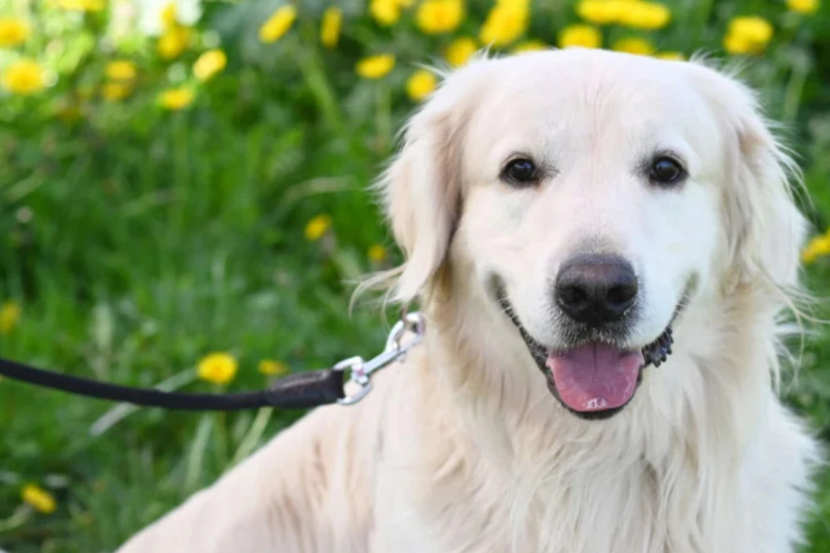 Golden Retriever landet aus diesem Grund wieder im Heim: Ob Logan eine neue Chance kriegt?