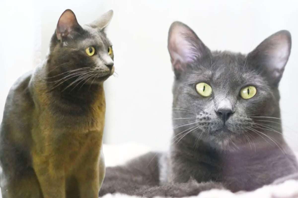 Katzen-Duo mit ganz viel Energie und Liebe: Wer nimmt es mit Lolli und Kenya auf?