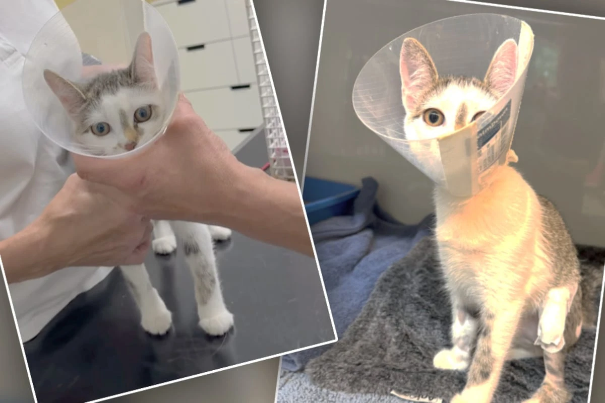 Wegen verletzter Katze Mimi: Tierheim stinksauer über Verhalten von Ex-Besitzer