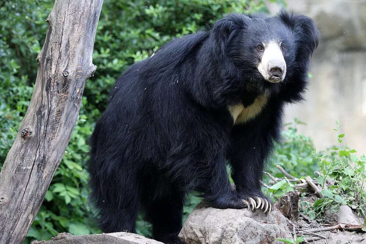 Älteste Lippenbärin der Welt im Zoo Leipzig gestorben: 