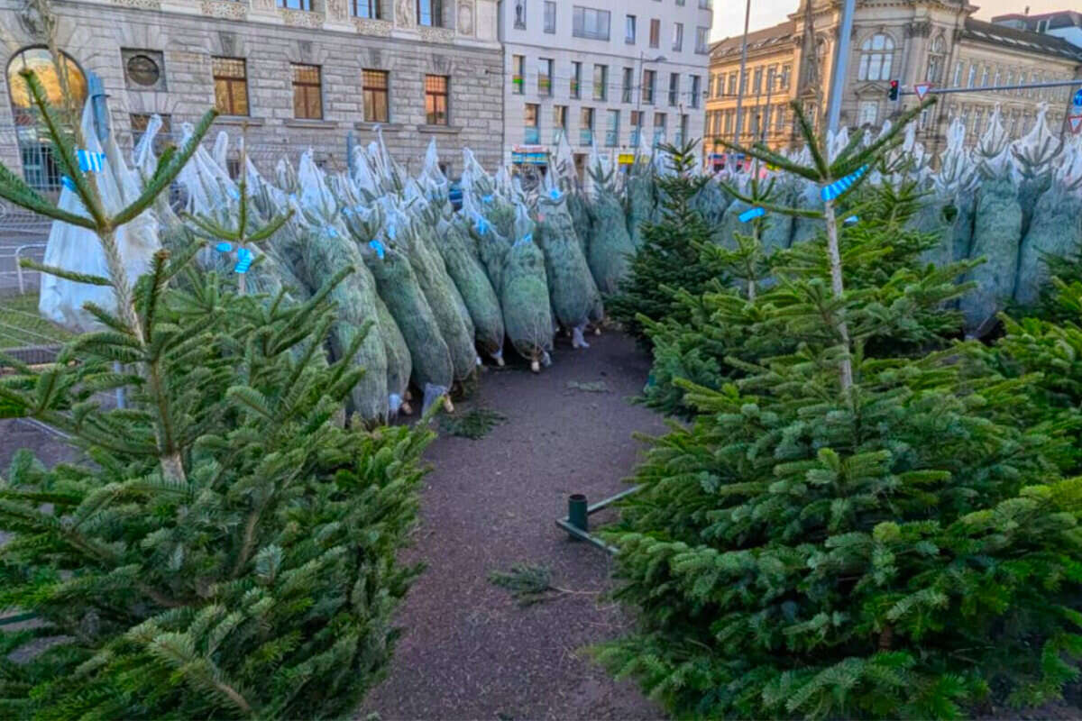 Weihnachtsbaum-Verkauf gestartet: Wo Ihr in und um Leipzig den passenden findet