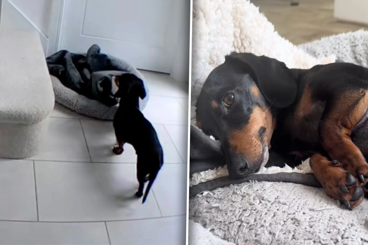 Als Frau dank Tierkamera sieht, was ihr Dackel gerade tut, rast sie panisch nach Hause