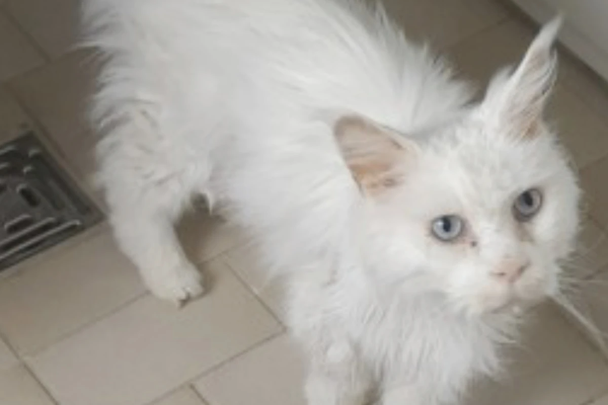 Besitzer will Katze einschläfern, weil Tierarztbehandlung zu teuer ist