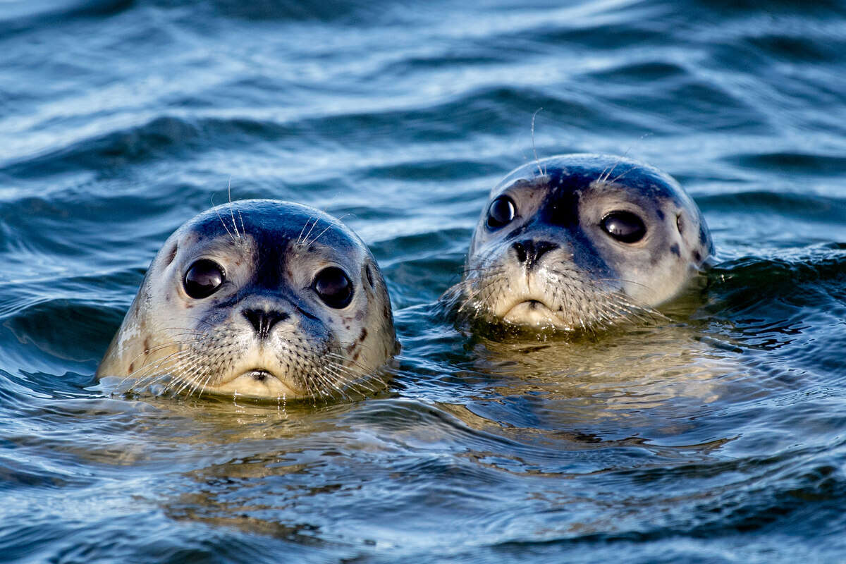 Abstand halten! Hauptgeburtenzeit bei Seehunden im Wattenmeer läuft