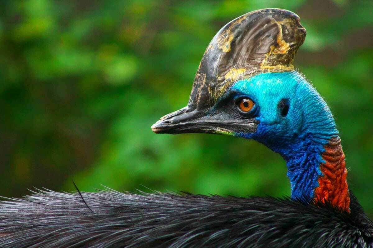 Sieht so der gefährlichste Vogel der Welt aus?