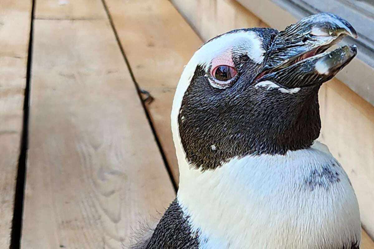 Pinguin flieht, doch es ist sein erstes Mal im offenen Meer!