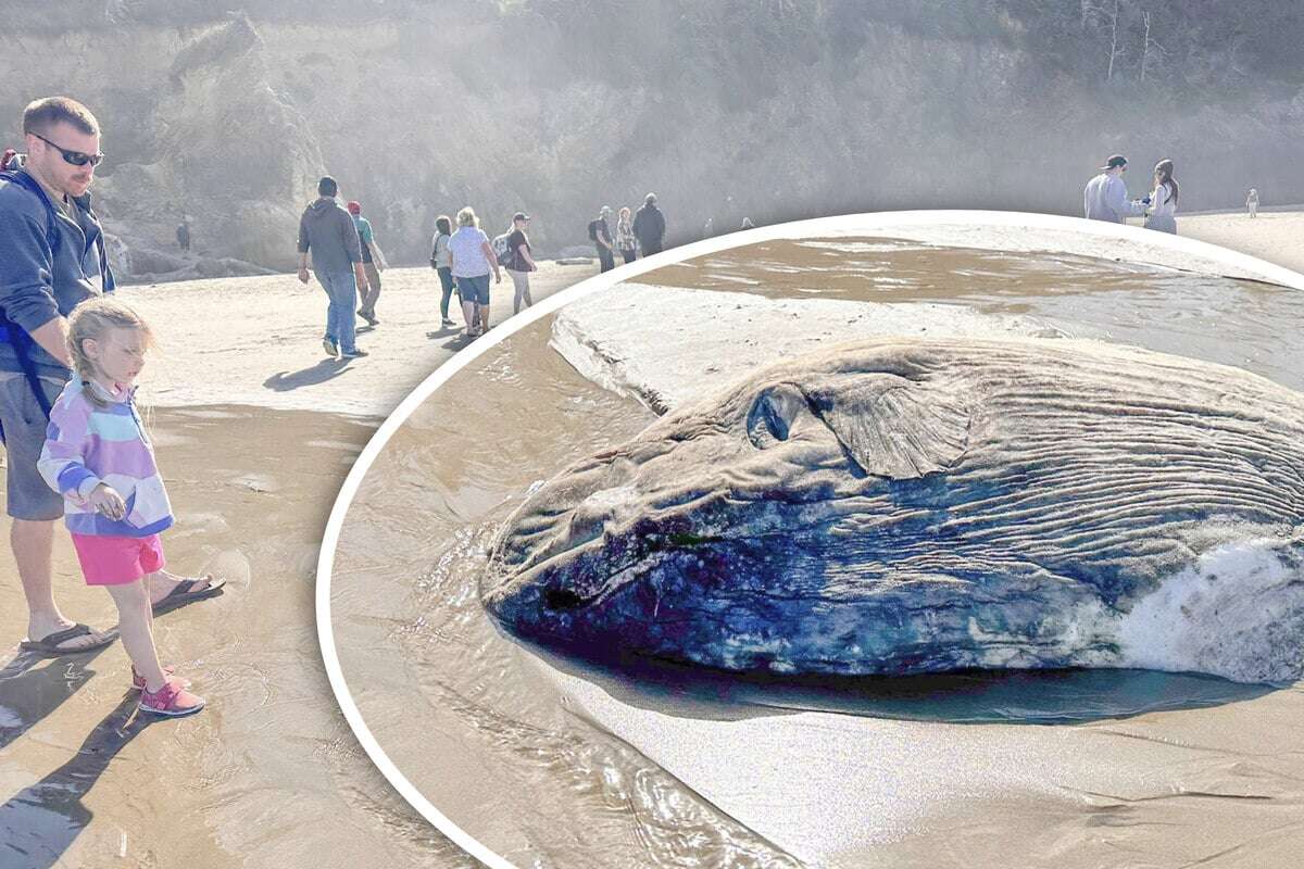 Was liegt denn hier am Strand? Mysteriöses Ding wirft Fragen auf