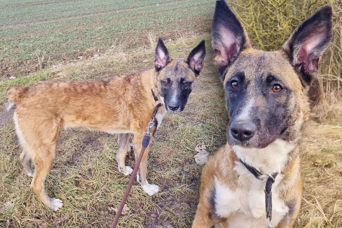 Junge Hündin sichergestellt: Findet Kiana ihr Happy End?