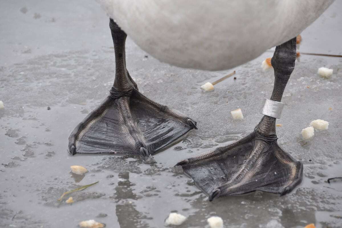 Durchtrennter Hals und weitere Grausamkeit: Toter Schwan an Moselufer entdeckt!