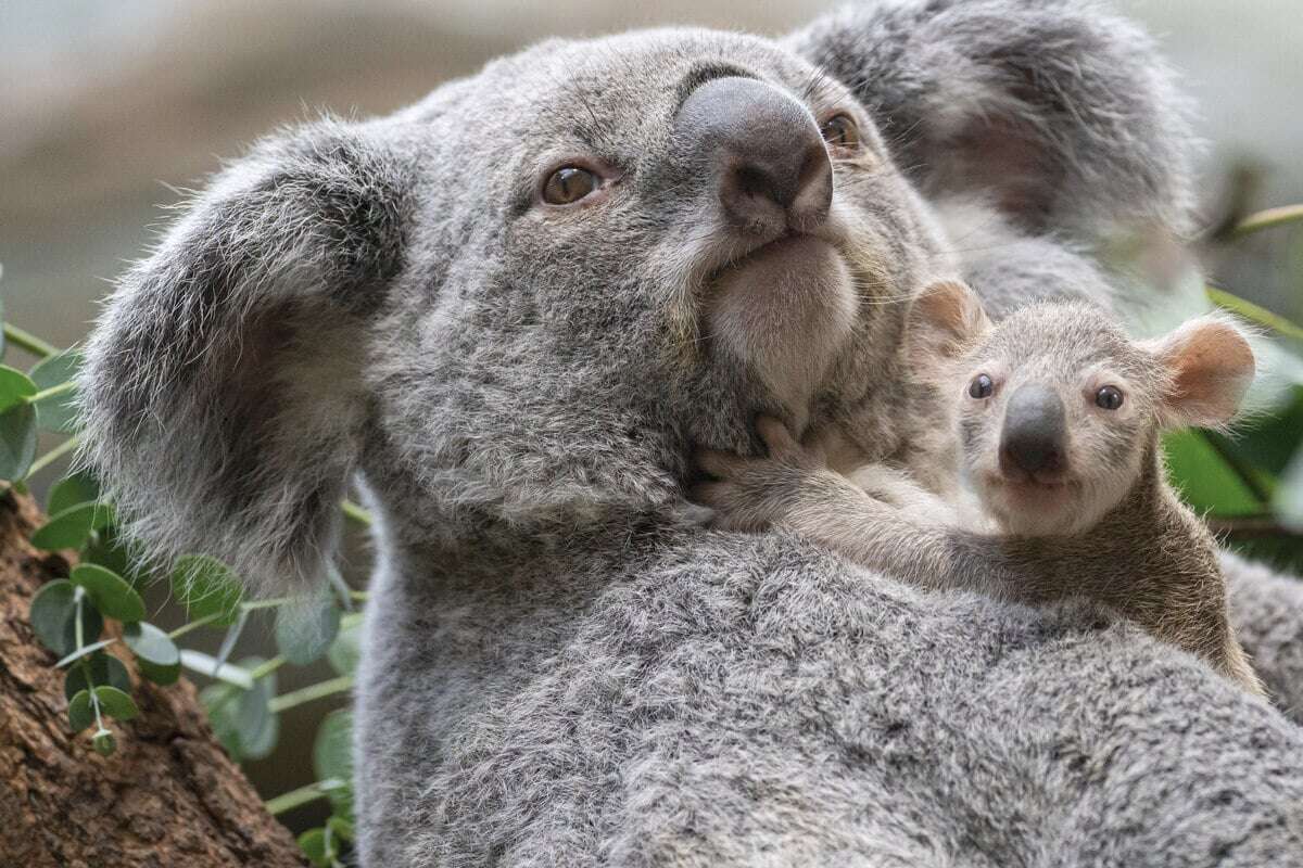 Da ist was los im Zoo! Lernt die zwei neuen Koala-Geschwister kennen