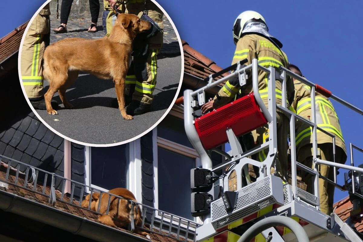 Hund nach Taubenjagd auf Hausdach gefangen - Feuerwehreinsatz!