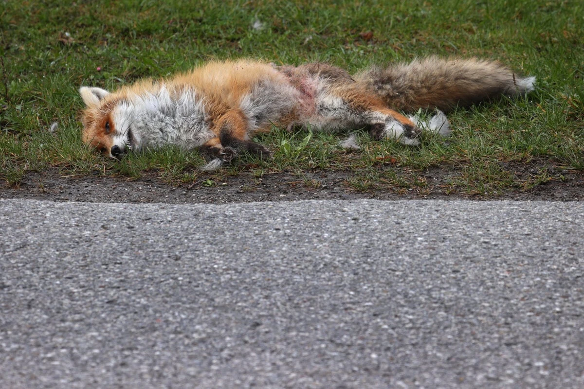 Toter Fuchs mit Pfeilen in Augen und Bauch: Polizei sucht Zeugen