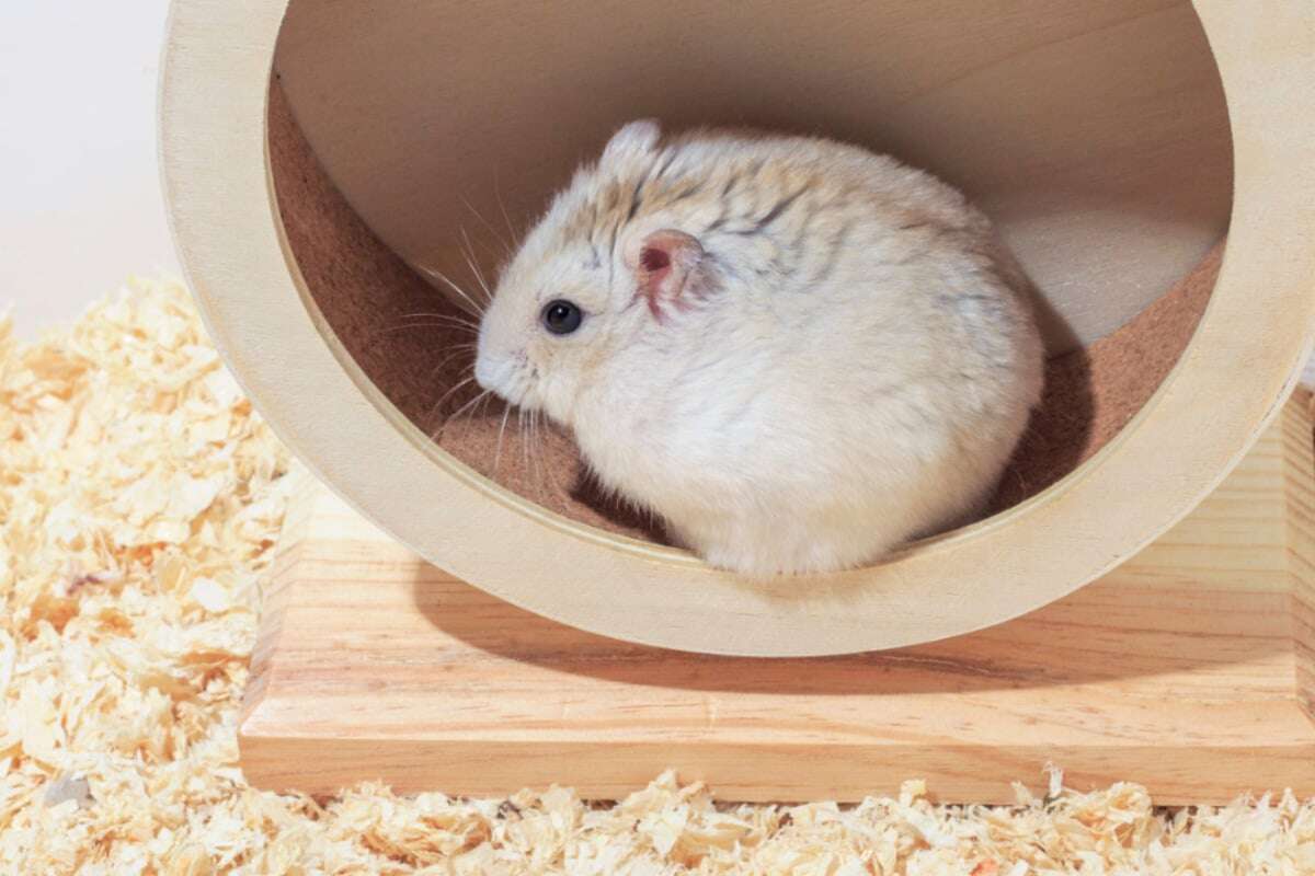 Hamster beschäftigen: So bringt man Abwechslung ins Gehege