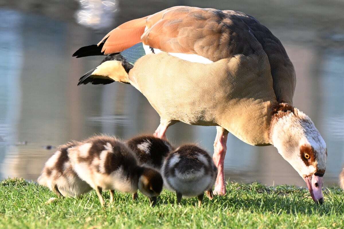 Gänse-Familie nahe Autobahn ruft Polizei auf den Plan