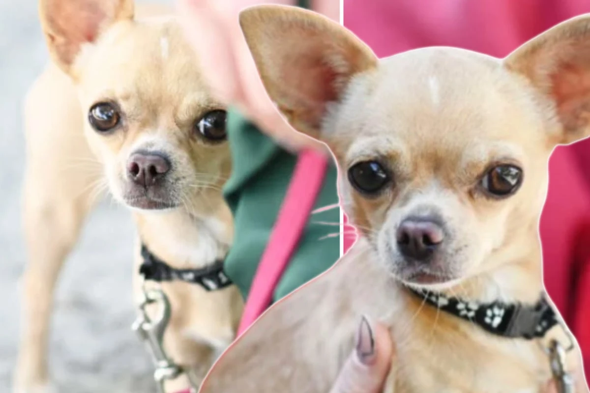 Klein, aber oho: Chihuahua pöbelt gern - ob Heidi so ihr Happy End bekommt?