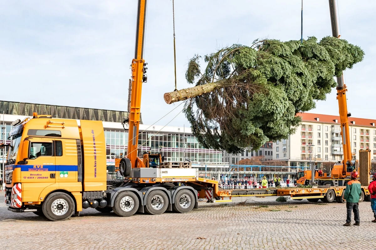 Es wird schon wieder nach Weihnachtsbäumen gesucht