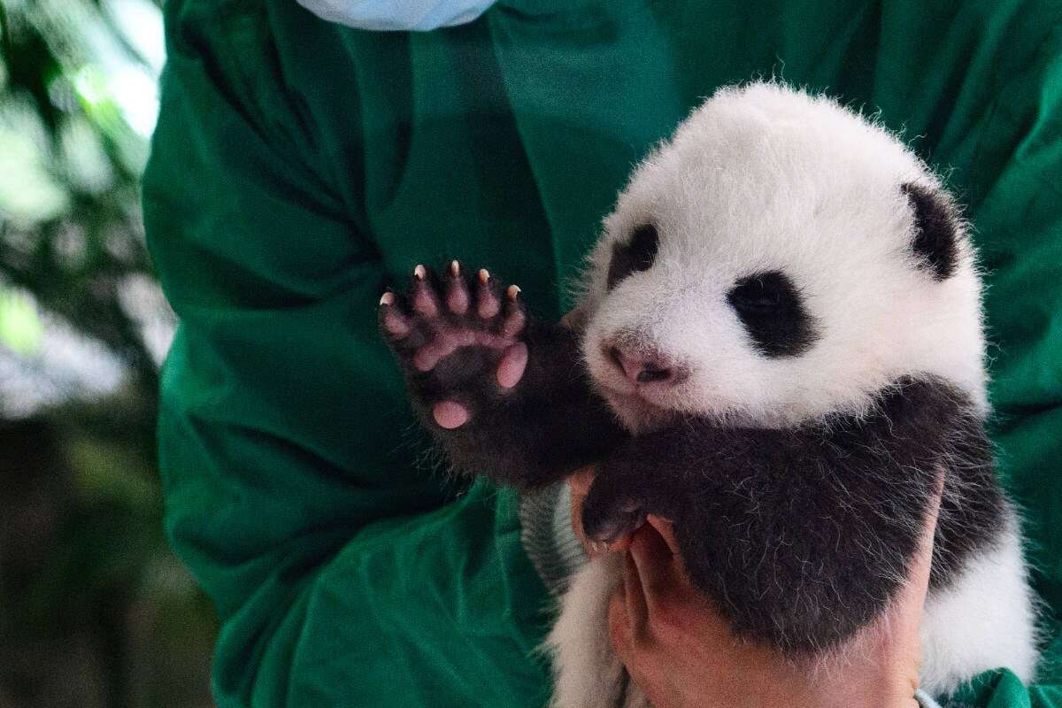 Ab heute können Besucher den Panda-Nachwuchs im Berliner Zoo bestaunen