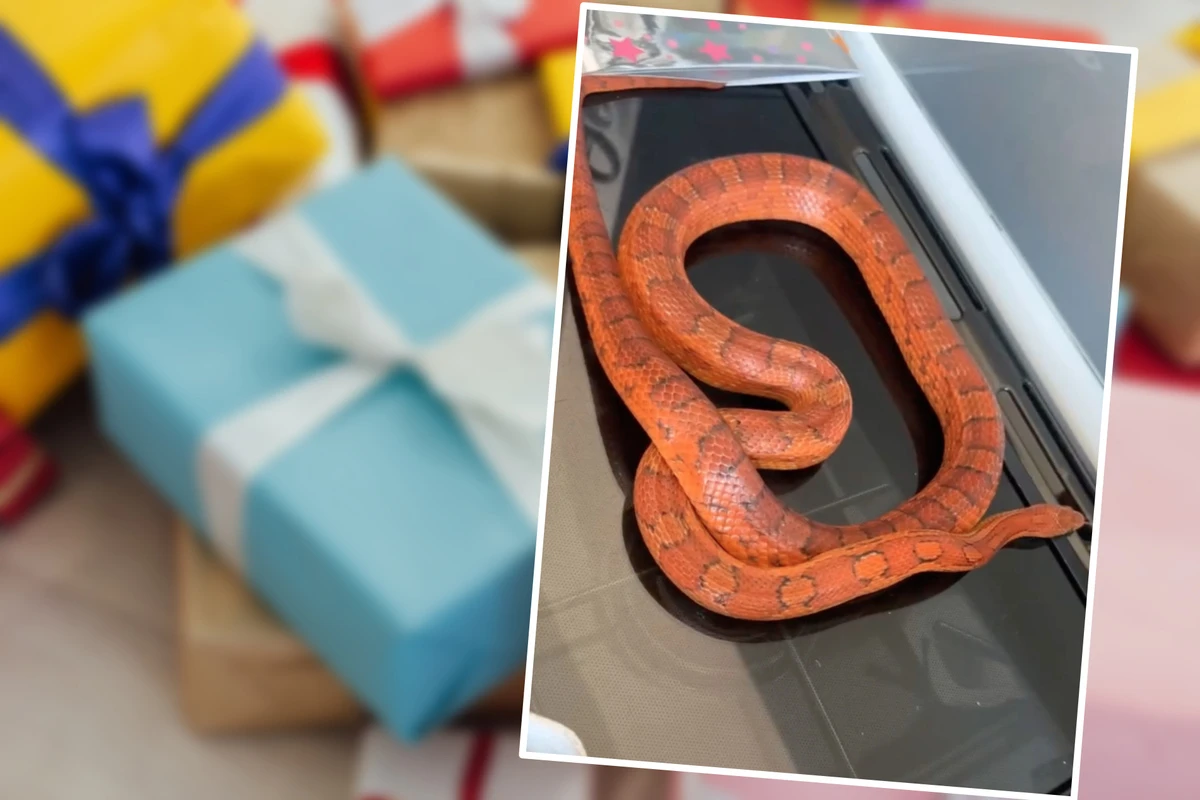 Dreijähriges Mädchen feiert Geburtstag: Was sich in Geschenkbox verbirgt, schockiert