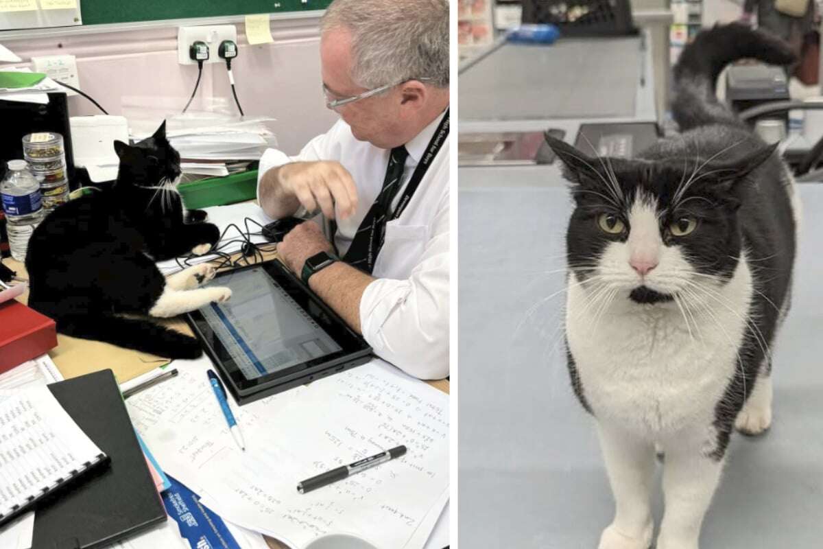 Büro, Kirche, Bar oder Supermarkt: Stadtbekannte Katze treibt überall ihr Unwesen