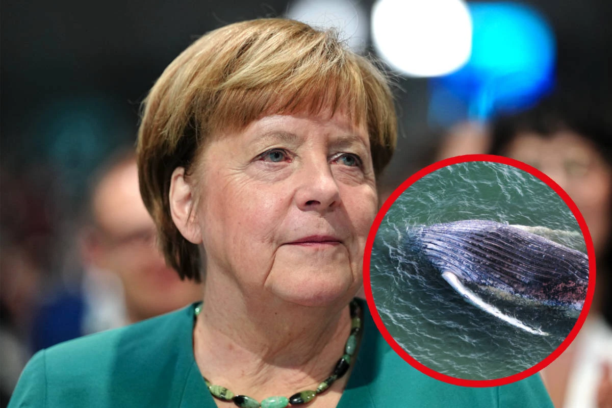 Angela Merkel über Tragödie um Buckelwal 