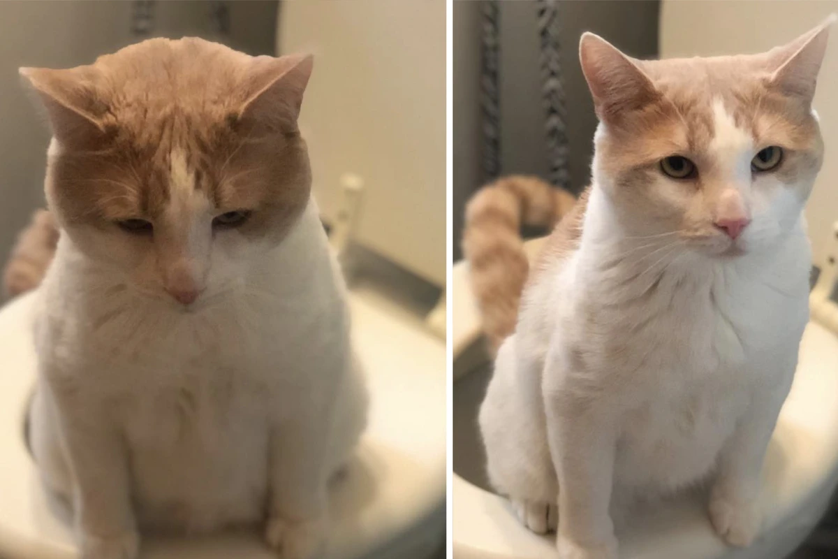 Kater geht viral: Dieses kuriose Talent begeistert so viele