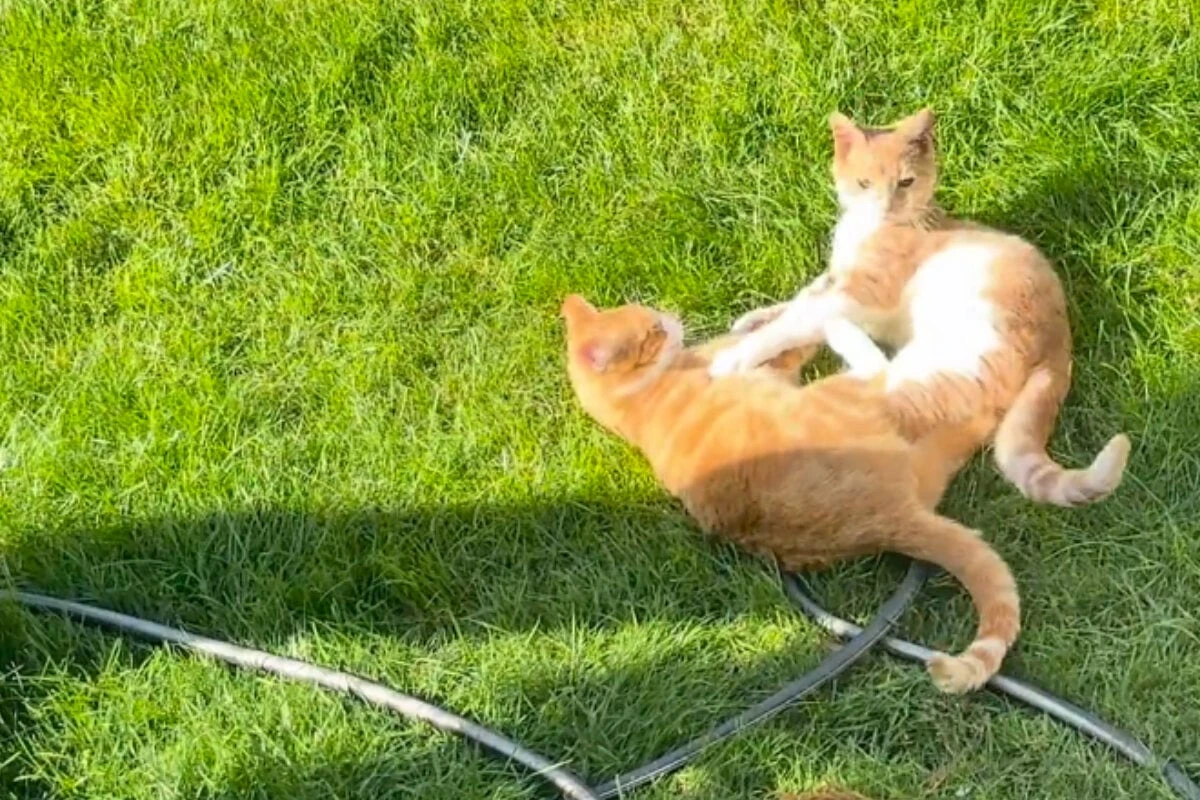 Katzenbesitzer bekommen neue Nachbarn und können nicht glauben, welches Haustier sie dabei haben