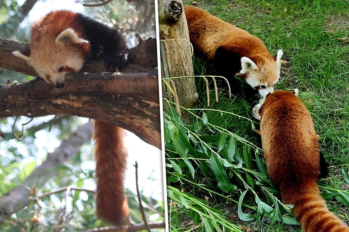 So wird diesen knuddeligen Zoobewohnern der Sommer versüßt