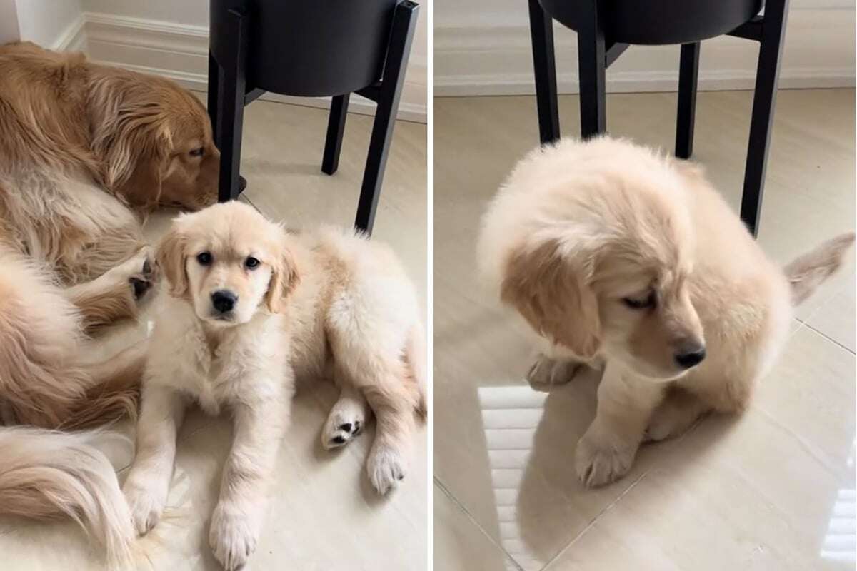 Welpe versucht mit Golden Retriever zu kuscheln: Dann bricht sein kleines Herz