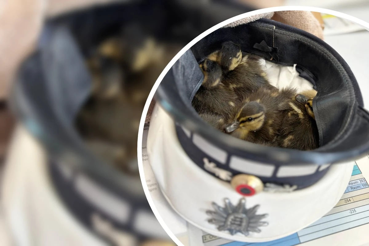 Tierische Rettungsaktion auf der A5: Polizei stoppt Verkehr