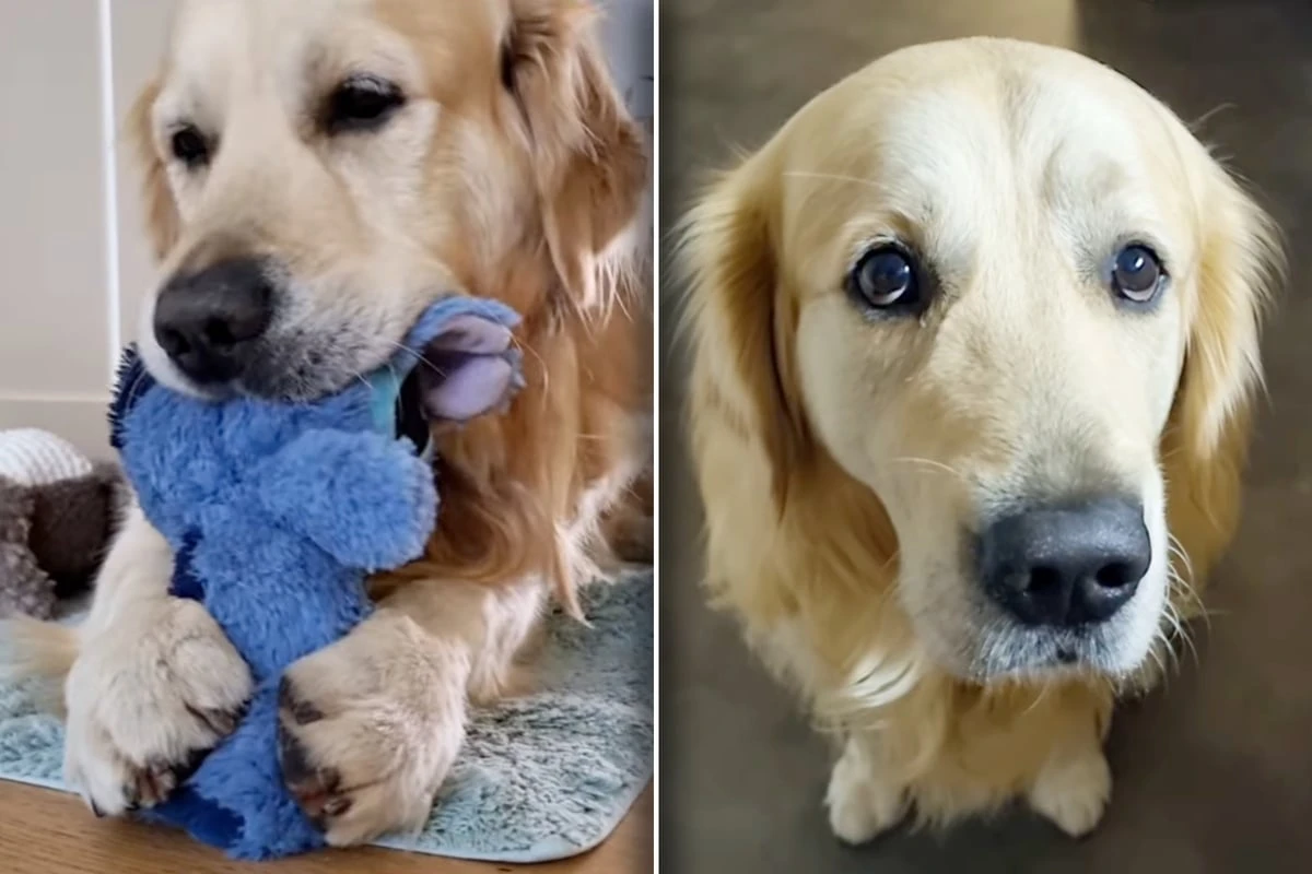 Frau hat Sorge, dass Golden Retriever Kuscheltier nur zerbeißt: Kurz darauf schmilzt sie dahin