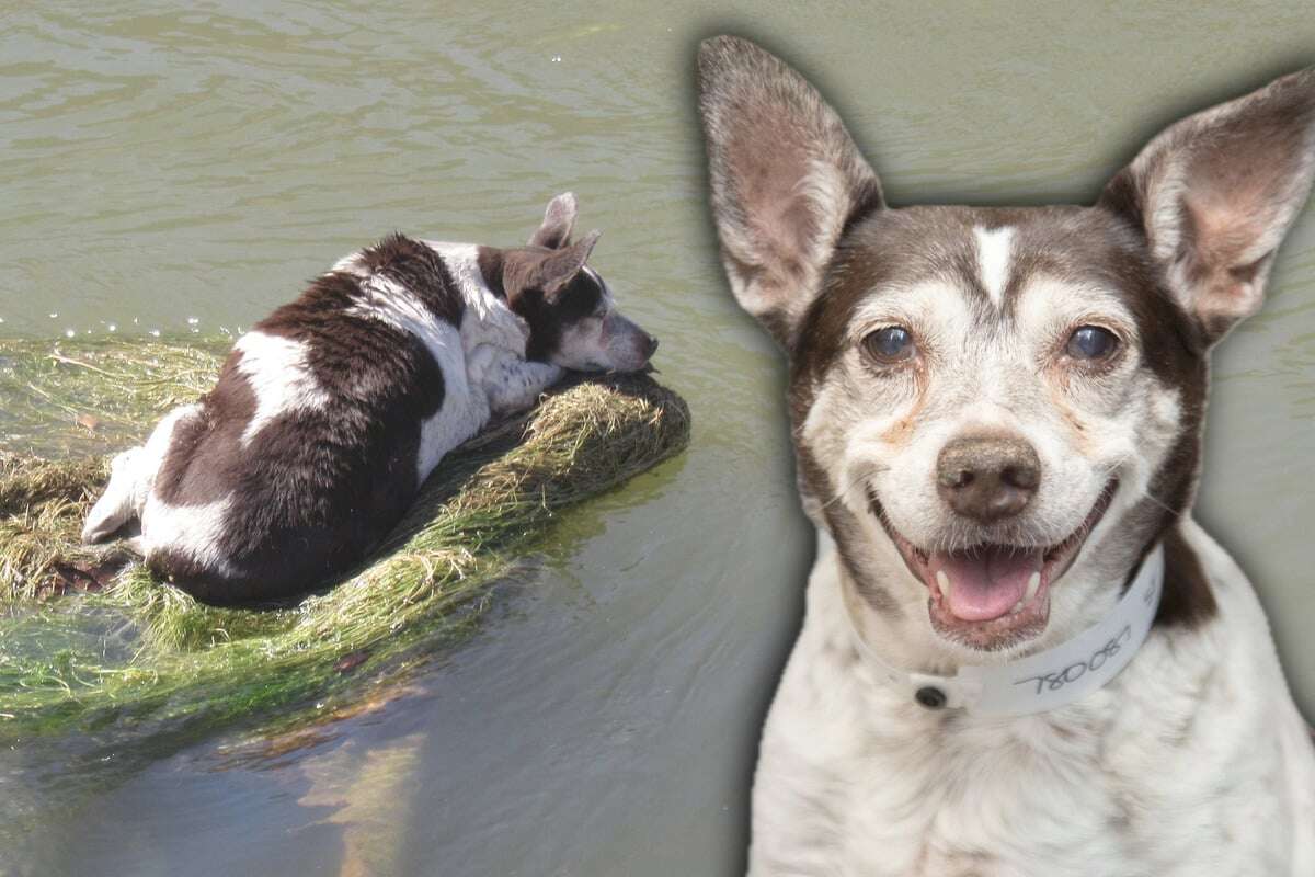 Hündin treibt hilflos auf einem Einkaufswagen in Kanal: Ihr Schicksal geht ans Herz!