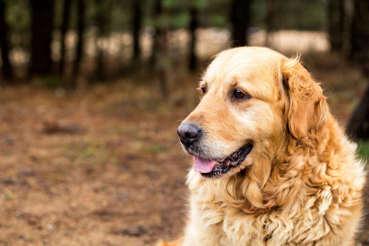 Dein alter Hund hechelt und ist unruhig? Vielleicht ist sein Herz krank