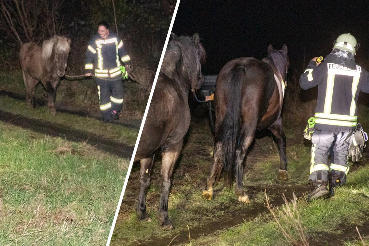 Begegnung der besonderen Art: Tierischer Einsatz zu Halloween