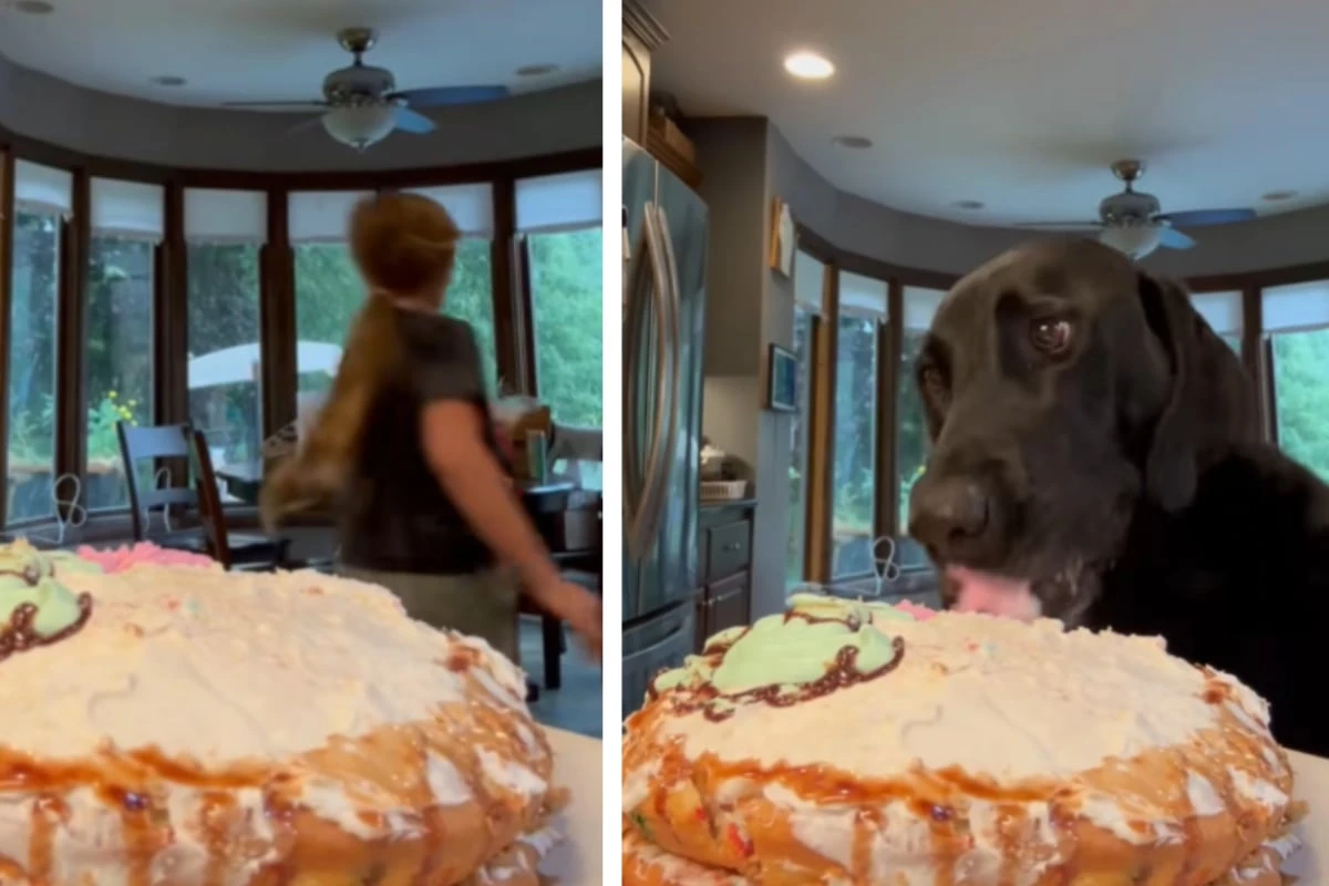 Tochter glasiert leckeren Kuchen: Labrador nutzt umgehend seine Chance