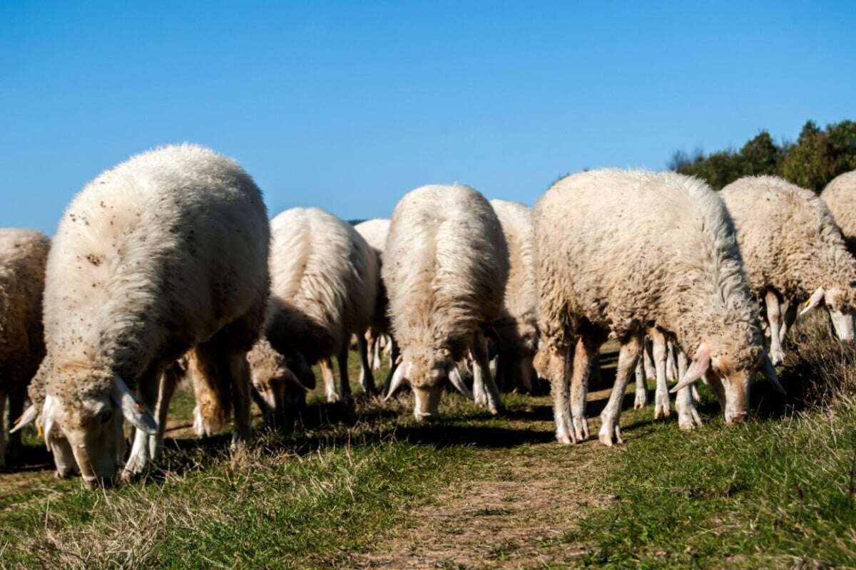 Angriff auf Schafherde in Chemnitz: Polizei sucht nach Hundehalter